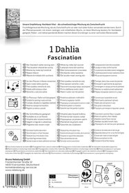 Dekorative Dahlie Fascination