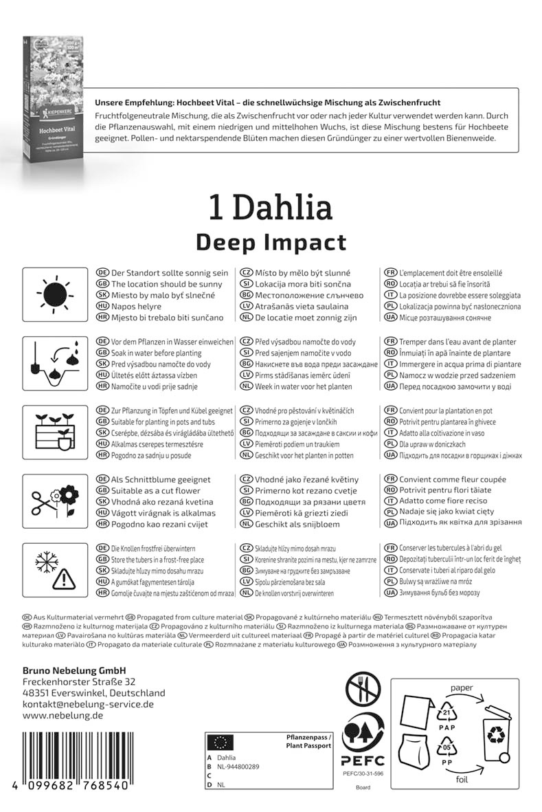 Dekorative Dahlie Deep Impact