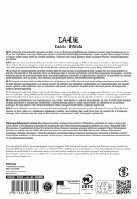 Textblock mit Produktinformationen zu Dahlien, in mehreren Sprachen, mit Zertifizierungs- und Nachhaltigkeitssymbolen.
