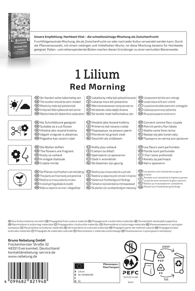 Baum-Lilie Red Morning
