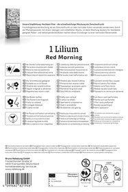 Baum-Lilie Red Morning