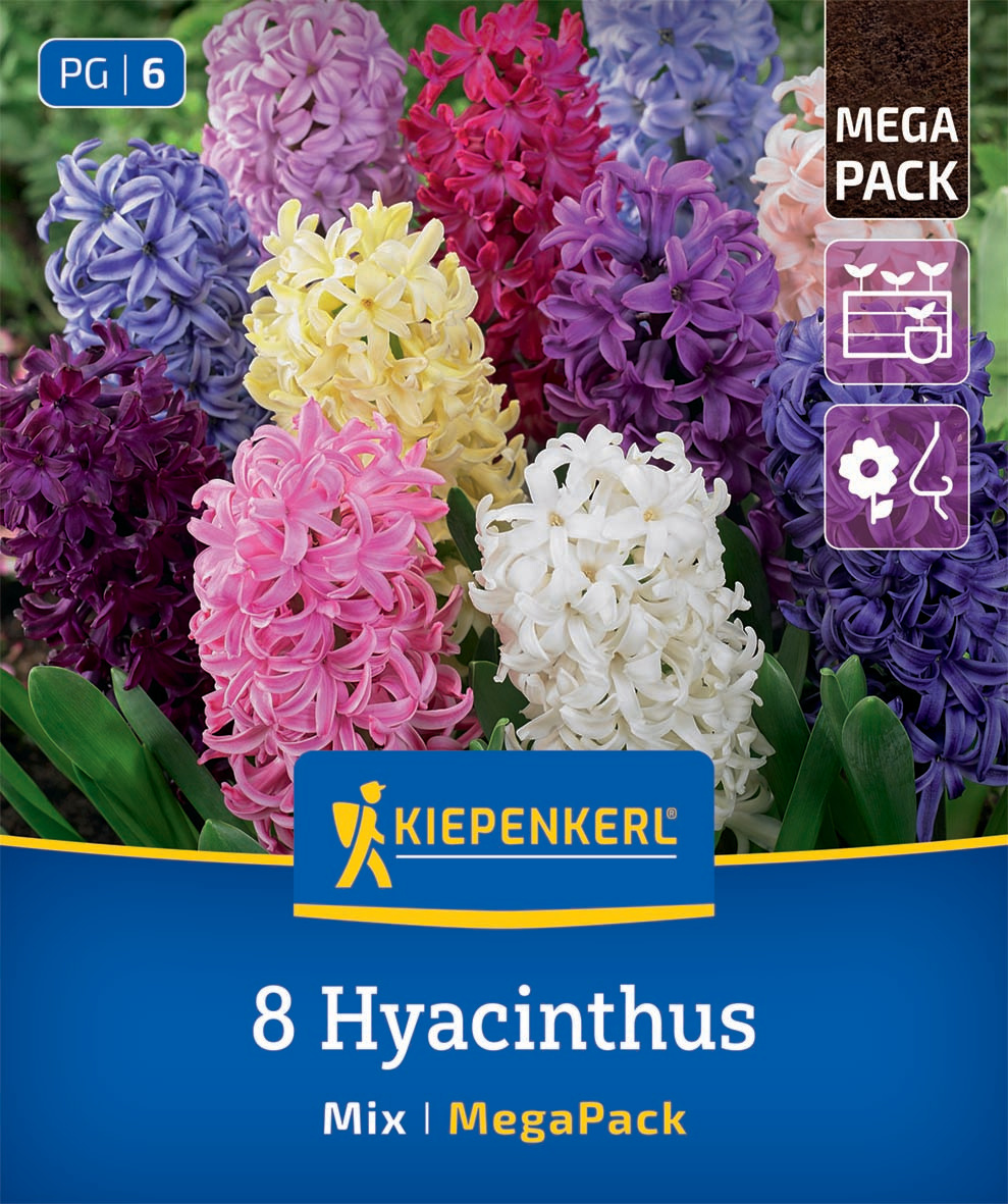 Mega-Pack Hyazinthen Mischung