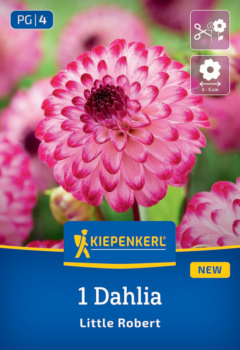 Pinkfarbige Dahlie mit grüner Hintergrund.