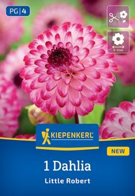 Pinkfarbige Dahlie mit grüner Hintergrund.