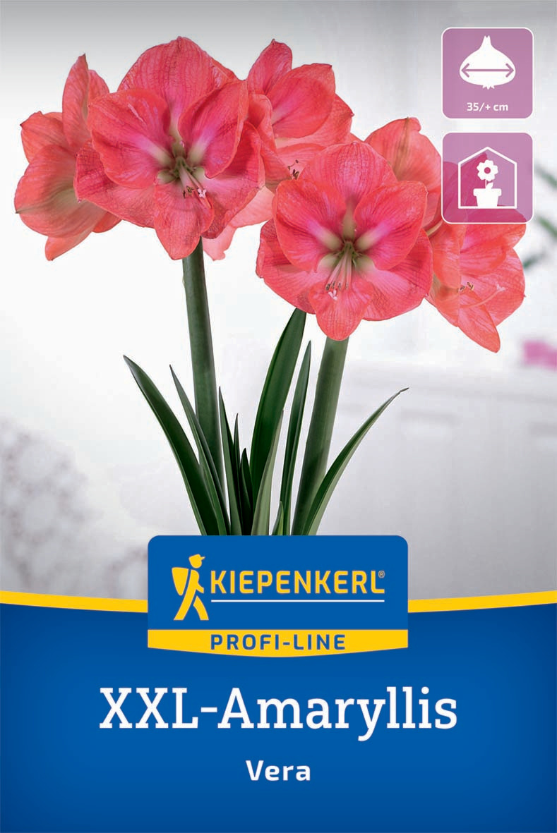 XXL-Blumenzwiebel - Amaryllis Vera