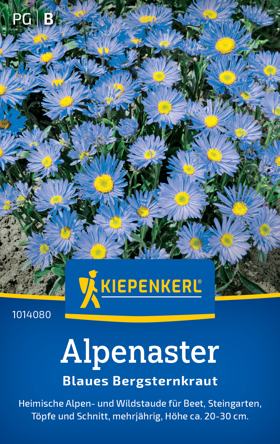 Blaue Alpenaster-Blumen auf Erde, Pflanzensaatgut, Kiepenkerl.