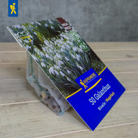 Verpackung mit Snowdrop-Blumen, blauer Etikett, 50 Galanthus, Nivalis Samenpackung, auf Holzoberfläche.