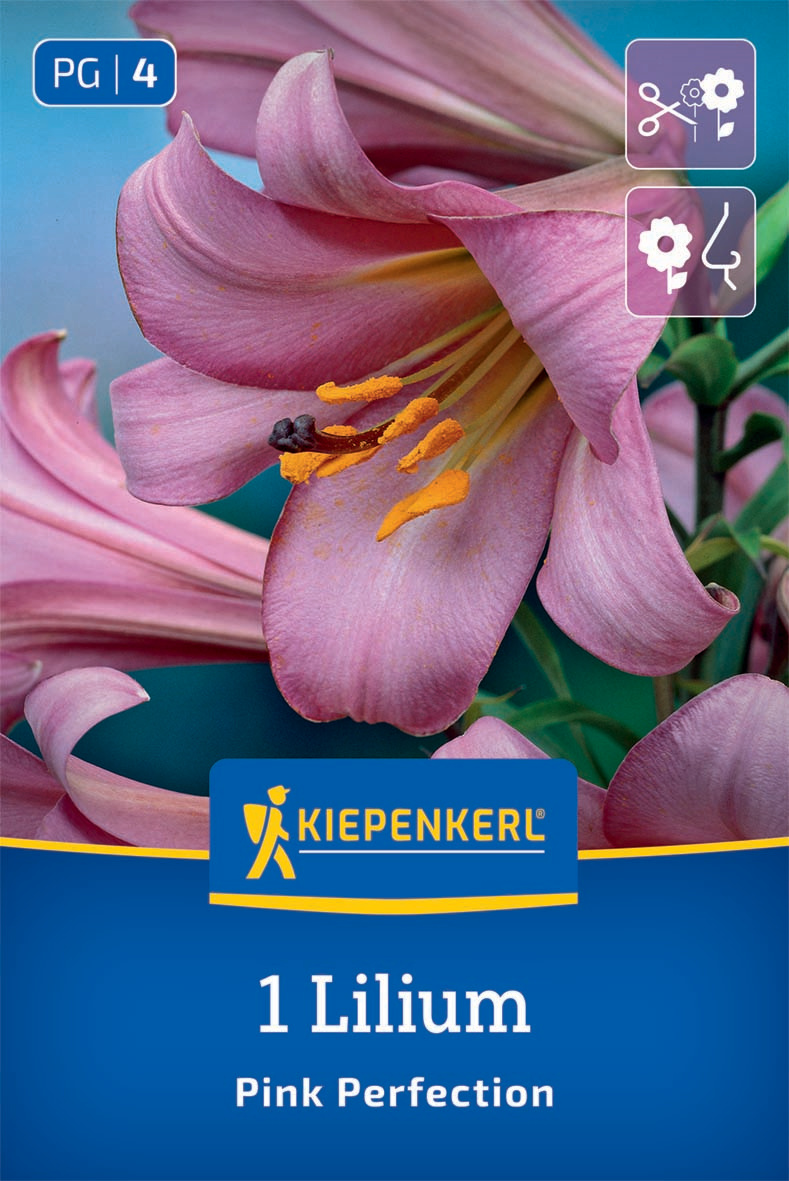Trompeten-Lilie Pink Perfektion