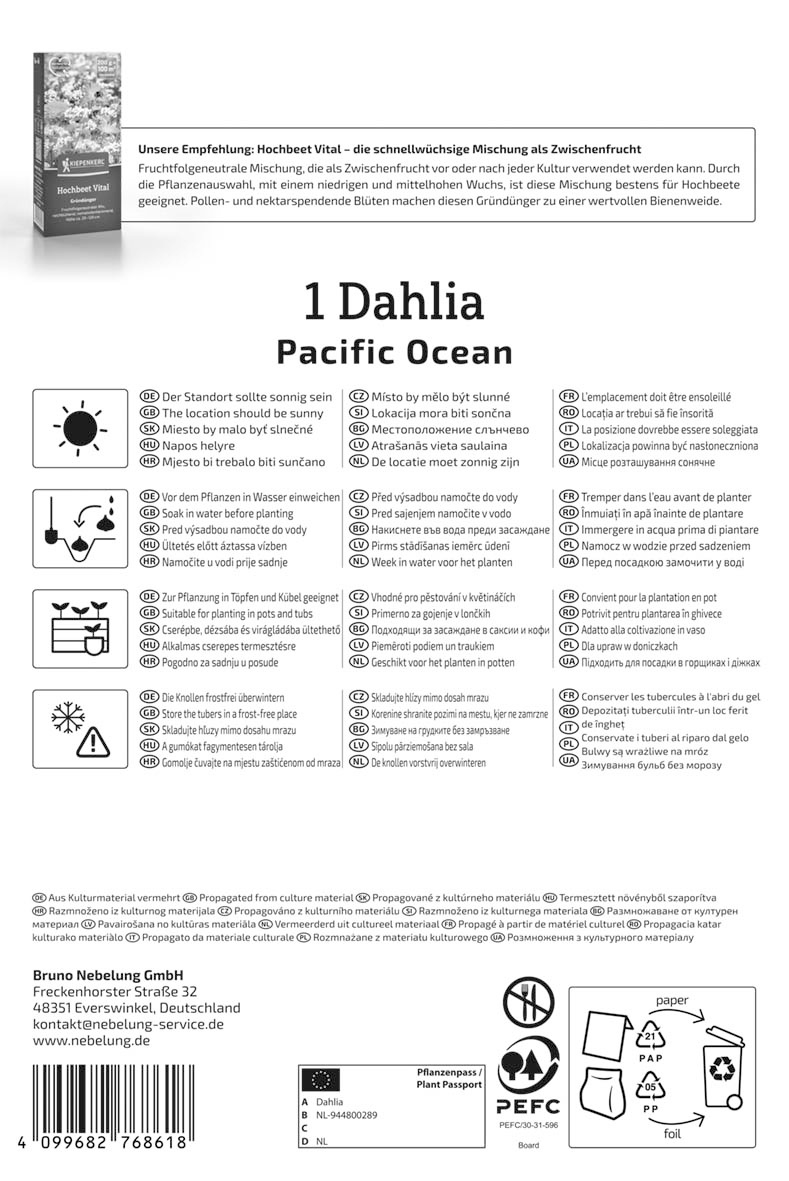 Dekorative Dahlie Pacific Ocean