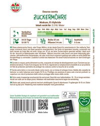 Zuckermöhre mit grünen Blättern, gelber Knolle, im Topf.