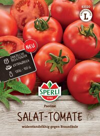 Reife Tomaten mit grünen Stielen, auf Holzoberfläche, Saftig, frei gegen Braunfäule.