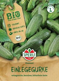Grüne Einlegegurken, kleine, ertragreiche, bittere freie Sorte, ab Juli erntebereit.