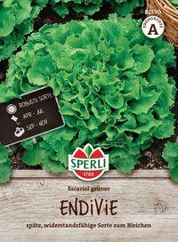 Grüner Endivie Salat auf Erde, mit Schild und Logo, Aussaat April bis Juli, Ernte September bis November.