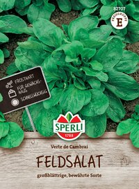Feldsalat mit großen Blättern, wächst im Freien, schnelles Wachstum, auf Erde gepflanzt.