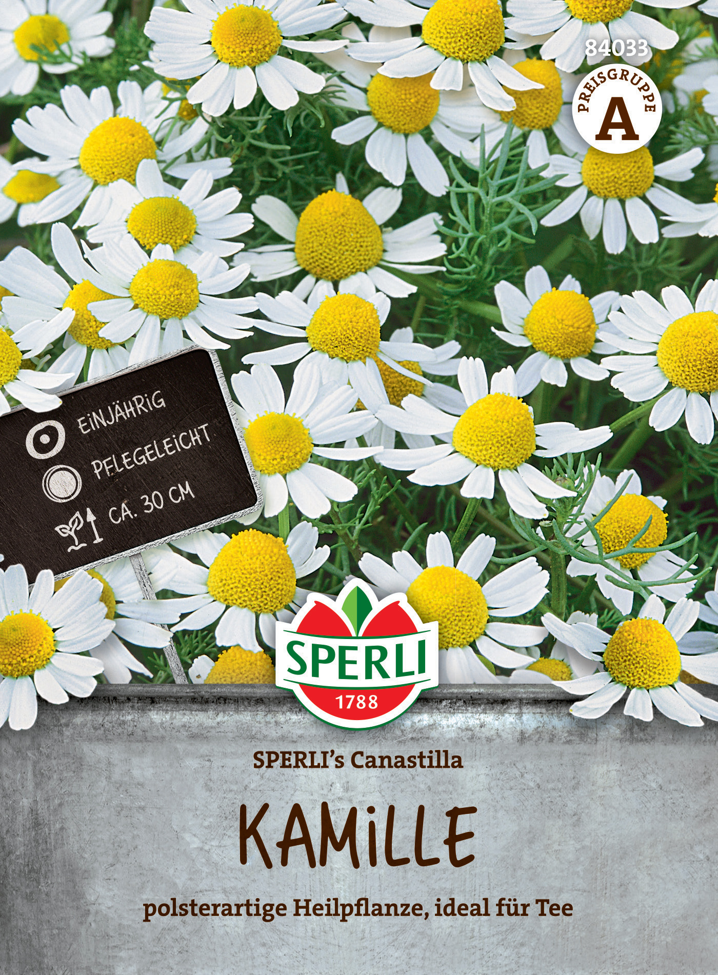 Gänseblümchen mit weißen Blüten und gelben Mitteln, im Topf auf Erde.