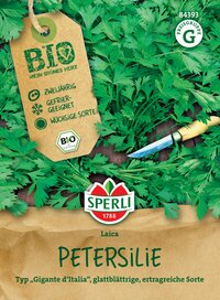 Petersilie im Garten mit Messer, großblättrige, ertragreiche Sorte, Bio, zwei Jahre alt, geeignet für Gefriertruhe.