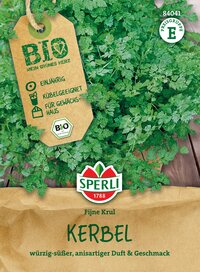 Frischer Kerbel auf Holztisch mit grünem Pflanzenspiegel, Label und Beutel mit Küchenkräuter.