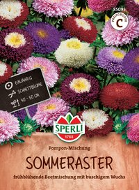Bunte Sommeraster mit pink, lila, weiß und rot blühenden Blumen, im Topf.