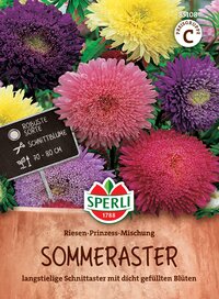 Bunte große Sommeraster mit festen Blüten, circa 70-80 cm hoch, in Pink, Gelb und Lila, auf diesem Bild.