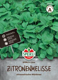 Kräuterpflanzen mit grünen Blättern, Zitronenmelisse, Zitronenfrisches Würzkraut.