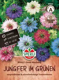 Bunte Jungfer im Grünen mit blauen, weißen, pinken und lila Kornblumen, im Topf.
