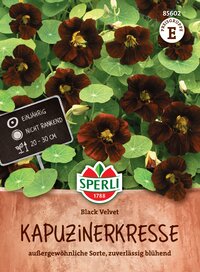 Schwarze Kapuzinerkresse mit grünen Blatt, einjährige Pflanze, 20-30 cm hoch, nicht rankend.