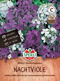 Bunte Nachthellmischung aus Nachtviole, zwei Jahre alt, Schnittblume, 70-80 cm hoch, für Sommerabend, Insektenweide