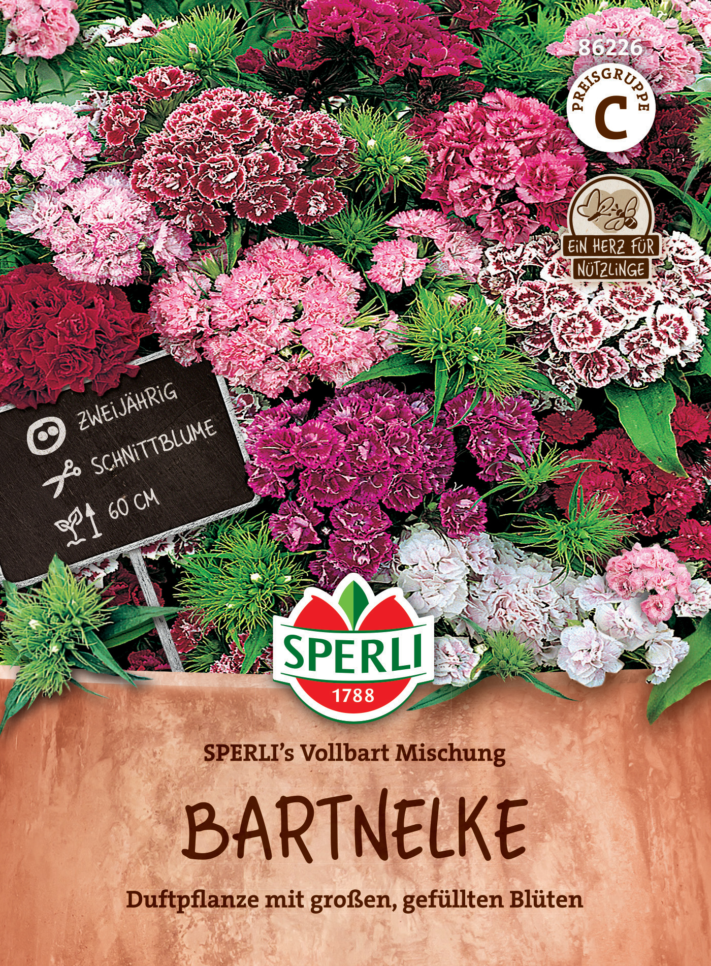 Bunt rabende Bartnelken mit doppelten Blüten in einem Blumenkübel.