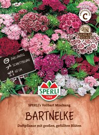 Bunt rabende Bartnelken mit doppelten Blüten in einem Blumenkübel.