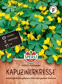 Kapuzenkreuze, gelbe Blüten, große grüne Blätter, Balkonpflanze, wächst im Balkonkasten