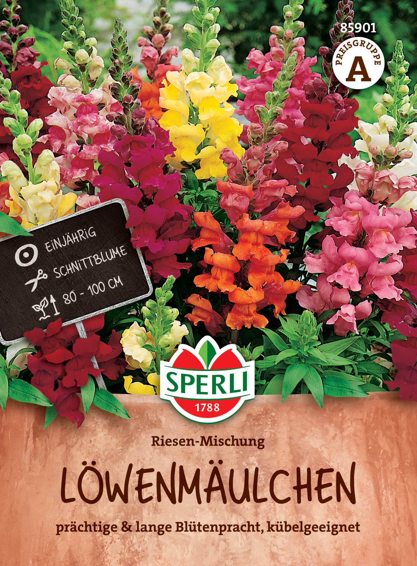Bunte Löwenmäulchen in einem Pflanzkübel, Blüten in verschiedenen Farben, Höhe 80 bis 100 cm, einjährig.