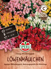 Bunte Löwenmäulchen in Töpfen, mehrfarbig, zart, 10-20 cm hoch, einjährig, koffeinfähig, blühend, für Nützlinge.