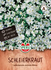 Weiße Schleierkrautblumen in einem Blumenkübel, 80-100 cm hoch, einjährig, Schnittblume.