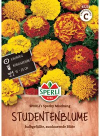 Bunte Studentenblumen in Gelb und Rot, einjährige, kugelförmige Blüten, 15-25 cm hoch.