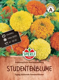Bunte Studentenblumen in Gelb, Orange, und Rot, ca. einjährig, mit langen Blüten, 60 80 cm Höhe.