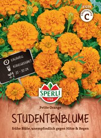 Dinamik orange Studentenblumen mit doppelten Blüten, für Beete geeignet, 20-30 cm hoch, einjährig.
