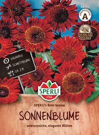 Sonnenblumen mit roten Blüten, circa zwei Meter hoch, einjährig, Schnittblumen.