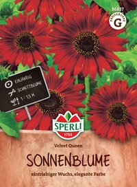 Rote Sonnenblumen mit grünen Blättern, im Topf gepflanzt, mit schwarzem Etikett und weißem Rand.