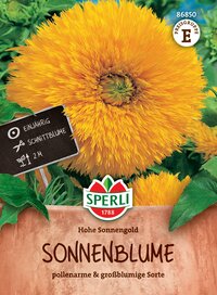 Gelbe Sonnenblume in Topf, einjährigen Schnittblume, 12 Meter Pflanzabstand.