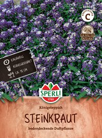 Königskerze Steinkraut bodendeckende Duftpflanze, circa 15 cm hoch, einjährig, kübelgeeignet, violette Blüten.