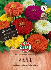 Bunte Dahlienblüten in einem Topf, Packung Blumenmischung, Zinnie, kräftige Farben, einejährige Pflanze.