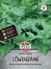 Löwenzahn mit bitter-aromatischen Blättern, ideal für Salat, auf Erde im Pflanzgefäß.