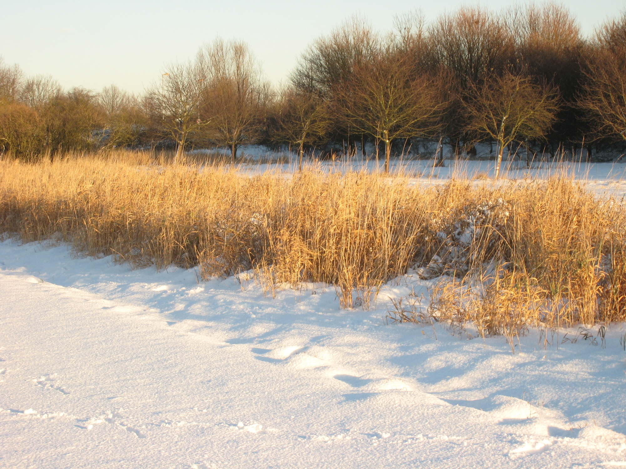 Weg im Schnee mit Fußspuren, Heidelandschaft mit Büschen und Bäumen, winterliche Landschaft bei Sonnenuntergang.
