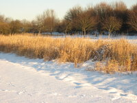 Weg im Schnee mit Fußspuren, Heidelandschaft mit Büschen und Bäumen, winterliche Landschaft bei Sonnenuntergang.