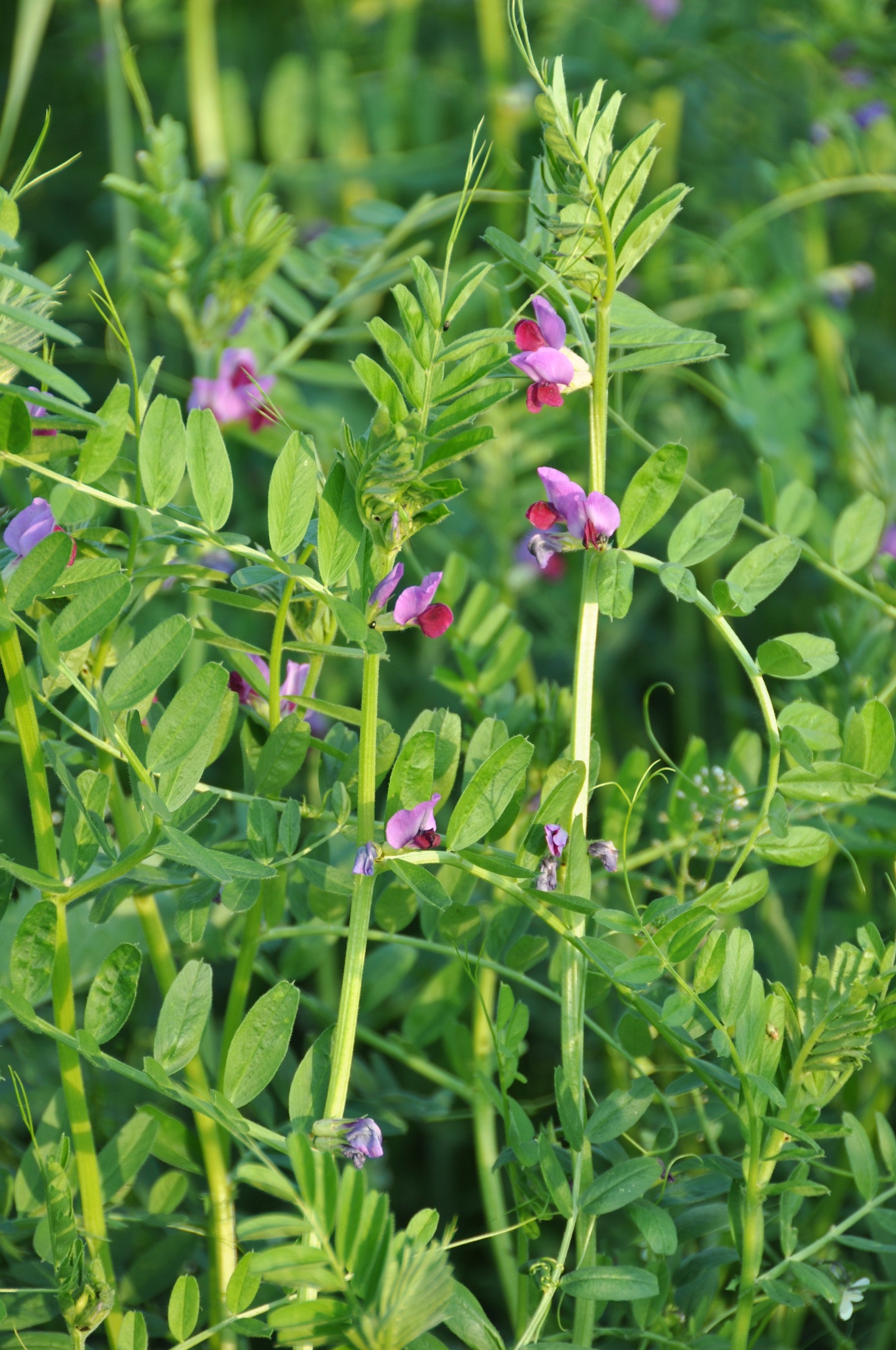 Blaue und rote Blüten an grünen Pflanzentrieben im Grünen.