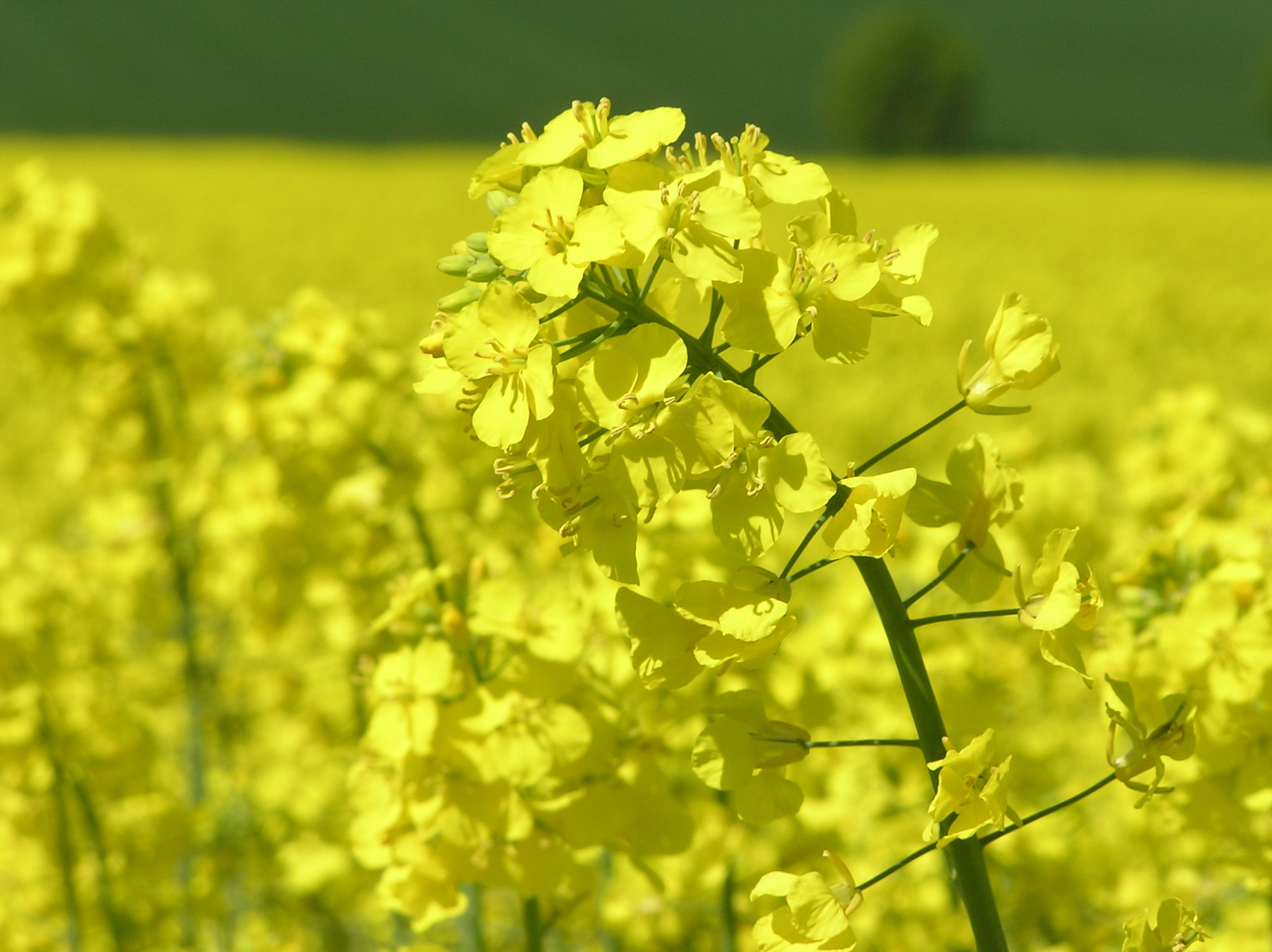 Gelbe Blüten auf einem einzelnen Zweig in einem blühenden Feld.