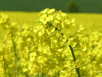 Gelbe Blüten auf einem einzelnen Zweig in einem blühenden Feld.