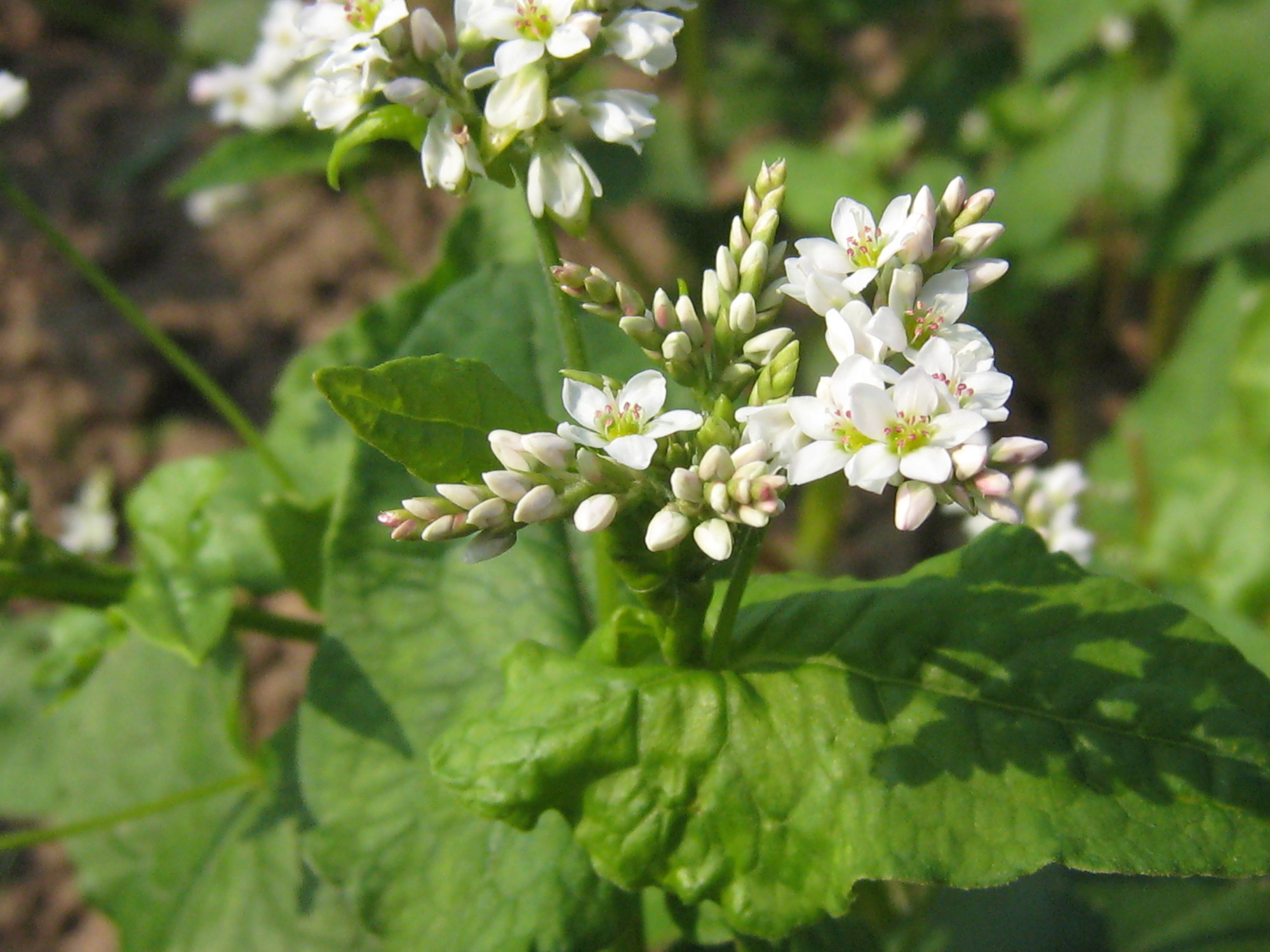 Weiße Blumen auf grünen Blättern, Nahaufnahme, Frühling, Natur.