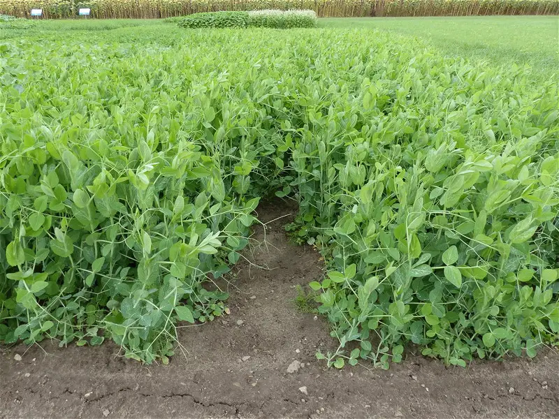 Grüner Pflanzenanbau mit einer offenen Fußspur in der Mitte auf einem Feld