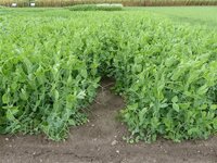Grüner Pflanzenanbau mit einer offenen Fußspur in der Mitte auf einem Feld